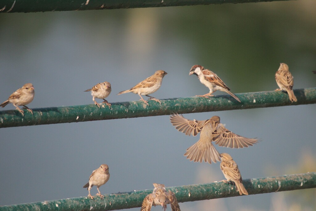 Chaki Ben The Sparrow