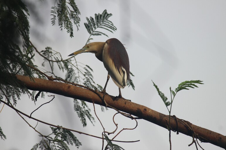 કાણી બગલી | अंधा बगुला | Indian Pond Heron
