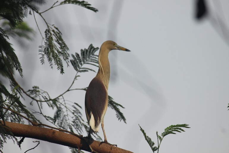 કાણી બગલી | अंधा बगुला | Indian Pond Heron