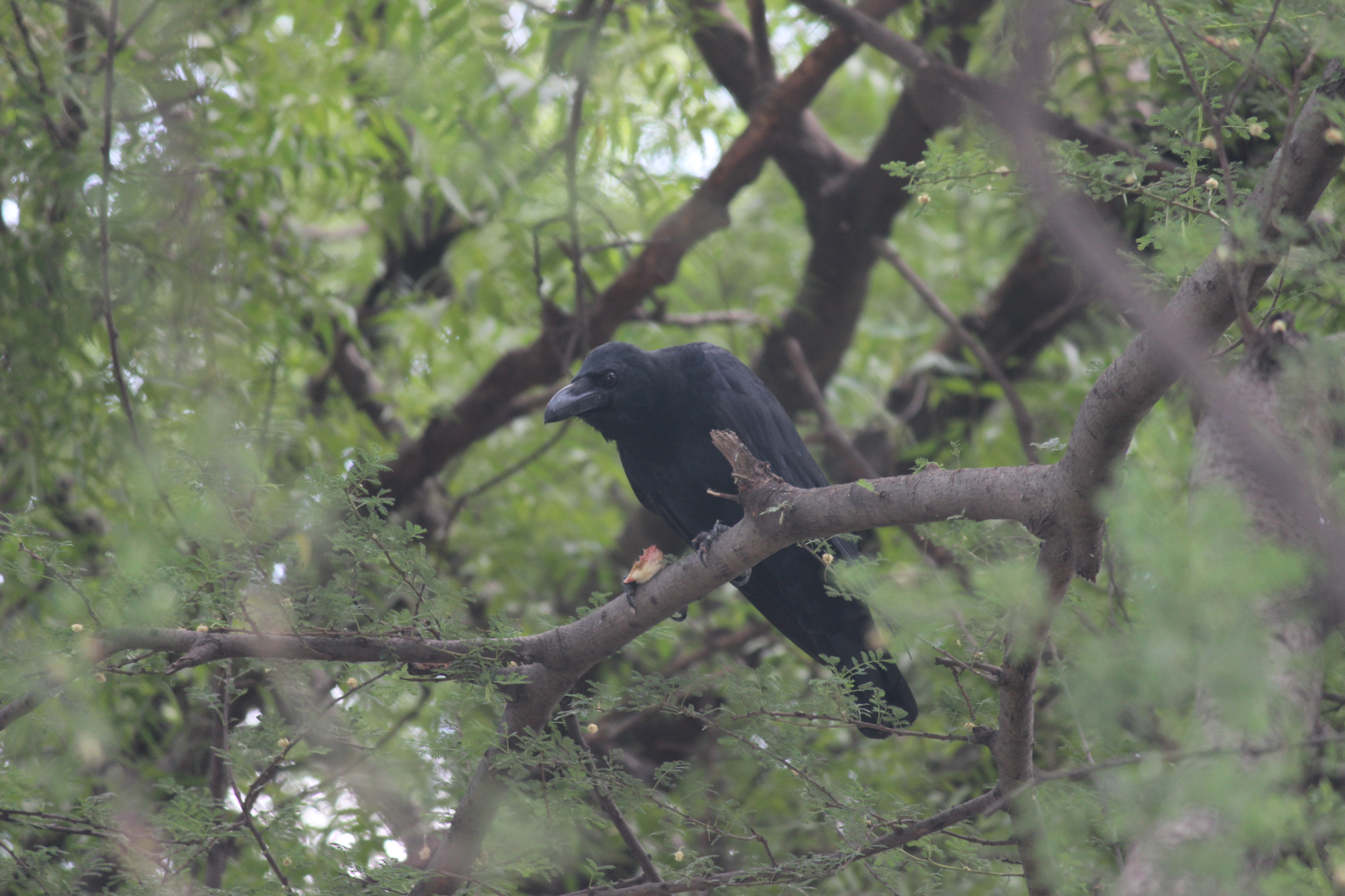 ગિરનારી કાગડો  |  जंगली कौआ  |  Jungle Crow